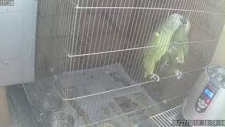 뉴기니아 와 마카우 아마존 앵무 발정 행동 201808…