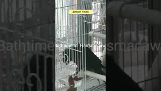 Bathtime  of  Han&#39;smacaw20…