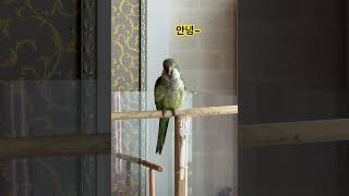 두리인사 3종세뚜 #앵무새 #퀘이커 #parrot #말…