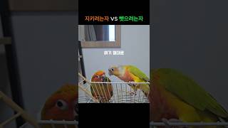 3살차이난다고 만만하지? #parrot #앵무새 #코뉴…