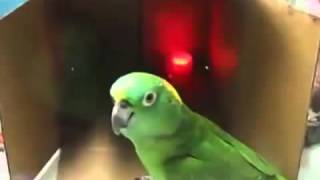 녹색 앵무새 놀이 및 노래