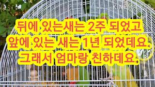 앵무새 보러오세요.see parrots,Canada park