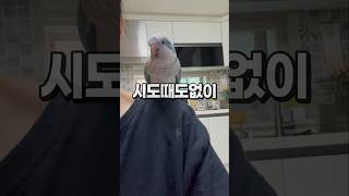 좌부리 우잠바  어쩌면 엄마는 그냥 횃대일 수 있다!!  퀘이커앵무새 부리 회색앵무 잠바
