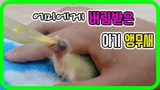 왕관앵무 Episode.16 버려진 아기 앵무새 이유식…