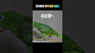 야근하는 아빠에게 앵무새가 던진 말은????