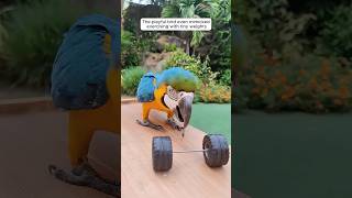 This family rescued a blue macaw trapped in a trash bin and then…