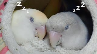 밤잠 낮잠 자는 앵무새