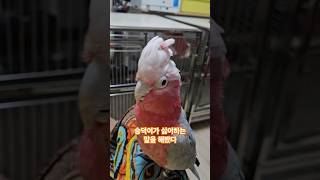 승덕이가 싫어하는 나쁜말을 들려줬다 #갈라코카투 #반려동물 #앵무새