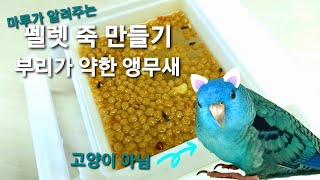 ASMR 펠렛 죽 만들기-부리 약한 앵무새를 위한 펠렛…