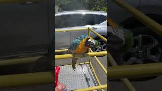 청금강 앵무새 대박이 샤워