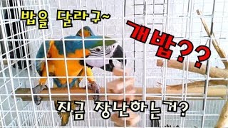 뭔밥을 준다고 했는데 이거뭐지 하는 젤리. 개밥아니고 …