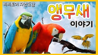 [숲체험] 앵무새 이야기オウム調査｜Facts About…