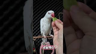 샤인머스켓간식#목도리앵무새#앵무새#parrot#먹방#간식#코뉴어#모란#샤인머스켓