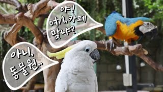 호치민 여행 - 카페가 미니 동물원 수준 ㄷㄷ 거북이에…