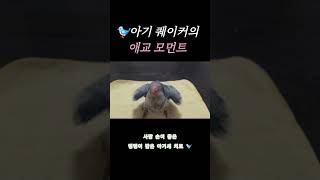 존재감 뿜뿜!! 30일 된 아기 퀘이커의 애교 #퀘이커…