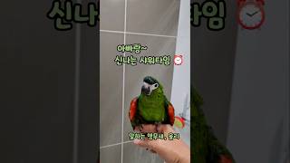 셀프칭찬 #말하는앵무새 #한스마카우