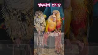 앵무새들(코뉴어)#사랑하는것#윤신tv# shorts#