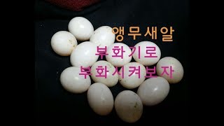 앵무새를 잘 키우려면 10 (부화기로 앵무새 알 부화시…