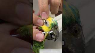 앵무새에게 벌어진 매우 희귀한 일