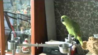 amazon Parrot" Korea Children Song singing parrot