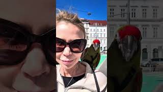 #photoshoot #fotoshooting #macaw #macaws #parrots #parrot #bird #birds #birb #love #pet #petlover