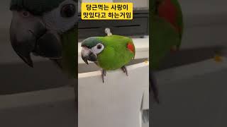 당근이 맛있는 사랑이 #한스마카우 #앵무새