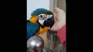 순하고 이쁜 청금강 앵무새