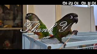 코뉴어앵무새의 간식#하랑이#하봉이#parrot#cute