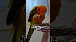 써니야 몸단장이냐? 가려움이냐?   #썬코뉴어 #parrot #앵무새 #몸단장 #grooming #허벅지 #thigh #가려움 #itchness #써니