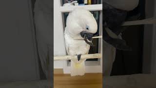 첫나무 쪼개기. 앵무새마다 부리힘은 다르지만 코카투는 …