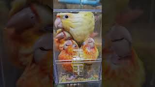 장난꾸러기들 쌓기놀이 맞니?ㅎㅎ            ##앵무새 #가정분양 #분양 #코뉴어