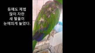 self-injury Eclectus parrot therapy course 69 (자해하는 뉴기니아앵무새 치료과정 69)