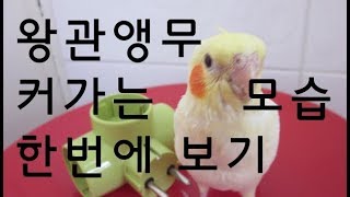 왕관앵무 성장일기 동영상  (Videoclip about the development of cockatiel)  Parrot