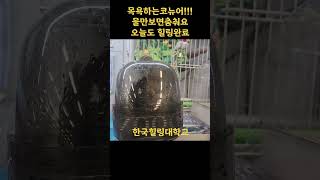 물만보면목욕하는코뉴어 앵무새#한국힐링대학교 #인생2막 #평생일자리 #힐링