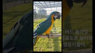 청금강 탱크  #앵무새#청금강 #대형조#앵무새운동장#앵…