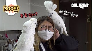 집에선 앵아친데 밖에선 젠젠젠~ 젠틀버드다ㅣConfro…