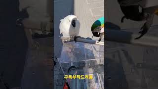 청금강앵무새 루카와 엄브렐라코카투 짱구 산책 #shor…
