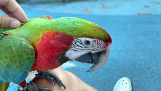열대 우림 앵무새 할리퀸 마카우 루카도 대한민국 여름은 힘들다~