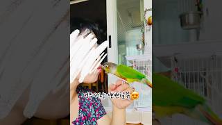 앵무새랑 뽀뽀하기 똑똑하고, 애교 많은 앵무새#코뉴어앵무새#코뉴어#뽀뽀#똑똑한앵무새