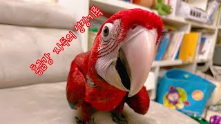 홍금강 이유조 성장과정 | 마카우 성장기록 | macaw parrot grows up | greenwing macaw