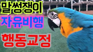청금강 자유비행 자유도잡기 특훈!