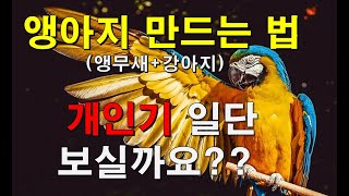 앵무새 훈련 개인기 모음 1탄(parrot training)