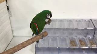 카이텍 펠렛 흡입하는 체스넛 마카우