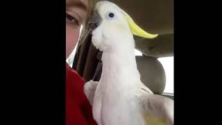 앵무새 알라후 아크바르!