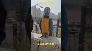 기분좋은 청금강앵무새 대박이 #shorts