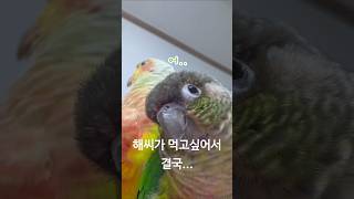 집사가 잠시 화장실 간 사이에..    #코뉴어 #앵무…