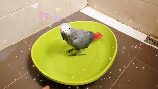 앵무새 목욕씬 ㅋㅋ 목욕하고싶어서 난리치길래 제대로 시…