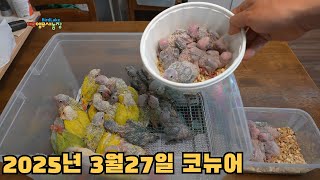 코뉴어 앵무새 이유조 애기들 잘 자라는중입니다  Con…