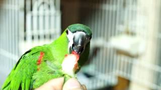 딸기먹는루비.mp4