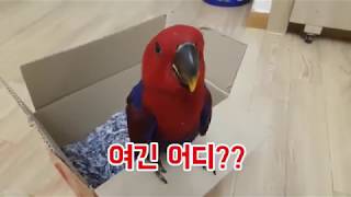 뉴기니아 암컷앵무새 분양기